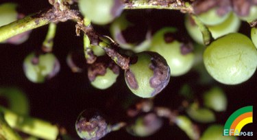 Elsinoe ampelina - Síntoma en fruto de Antracnosis de la viña.jpg